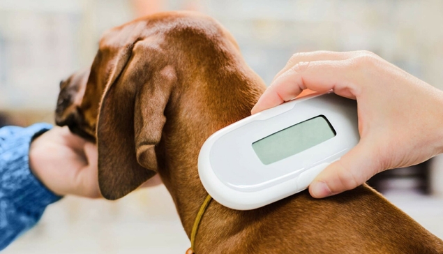 Huisdiereigenaren op de Canarische Eilanden riskeren boetes tot €50.000 voor dieren zonder chip