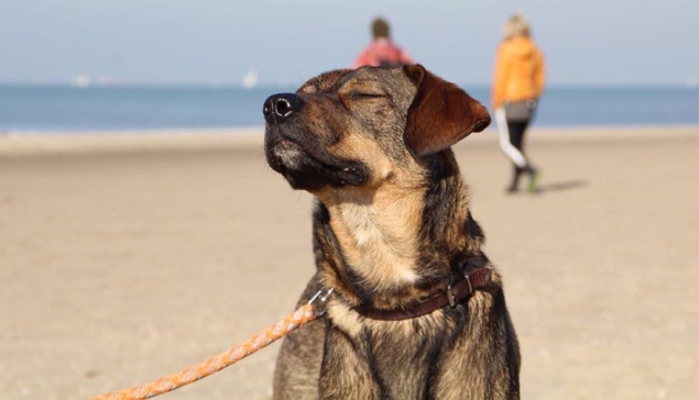 Assistentiehonden krijgen nu volledige toegang tot hotels, restaurants en openbare ruimtes