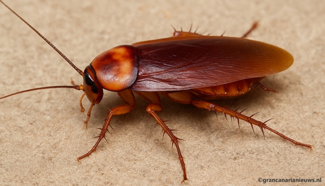 De stille invasie: de Afrikaanse kakkerlak verovert het zuiden van Gran Canaria