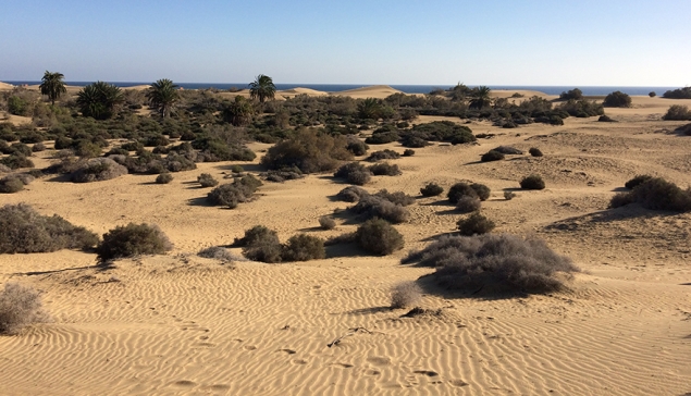 Nieuw Beschermingsplan voorgesteld voor de Duinen van Gran Canaria genaamd “PORN Maspalomas”