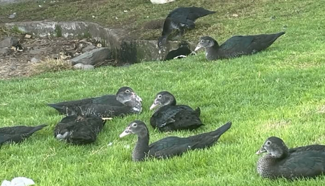 Goedhartige inwoners houden eenden in Maspalomas gehydrateerd tijdens hittegolf