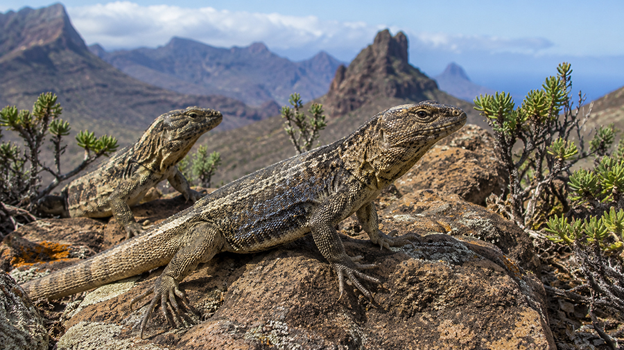Life Reptiles zal zeven reservaten aanleggen voor de inheemse hagedissen van Gran Canaria