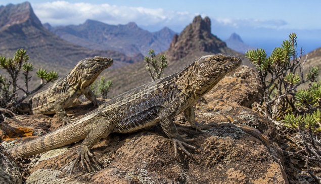 Life Reptiles zal zeven reservaten aanleggen voor de inheemse hagedissen van Gran Canaria